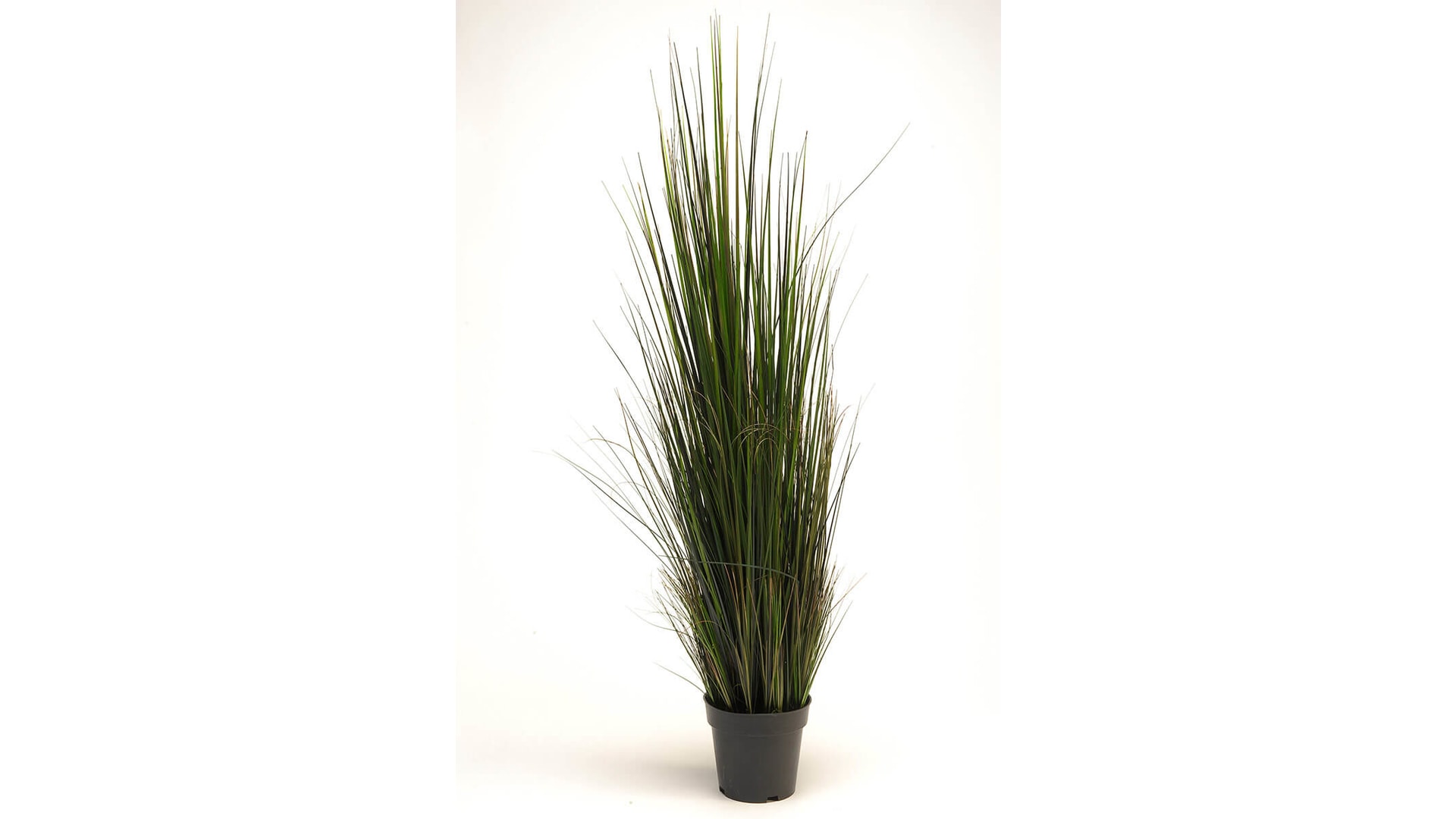 CJ Decor plantas,CJ Decor arvores,CJ Decor floresCJ Decor verde